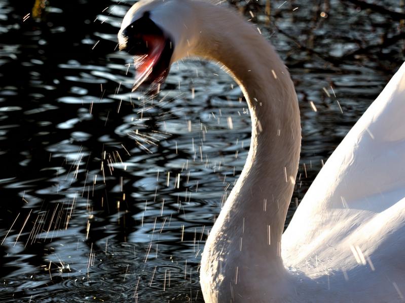 testschwan 2 800x600
(mit Exif-Daten)