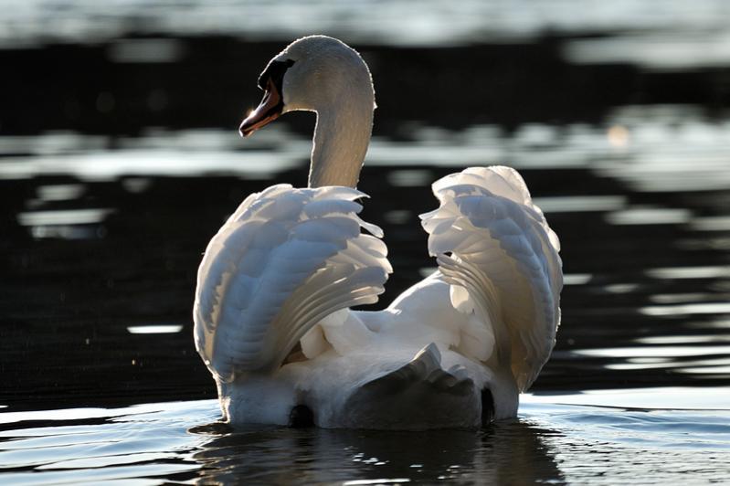 testschwan 3 800x600
(mit Exif-Daten)