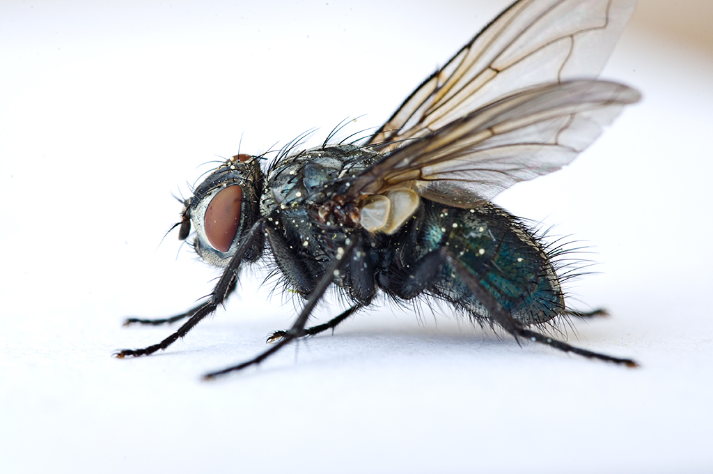Testshot: Raynox DCR-250 an Nikon Micro AF-D 60mm, D90