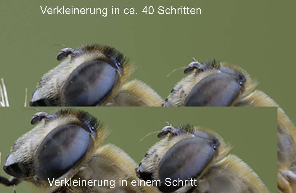 Testverkleinern