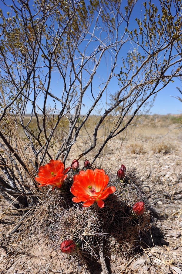 texas28