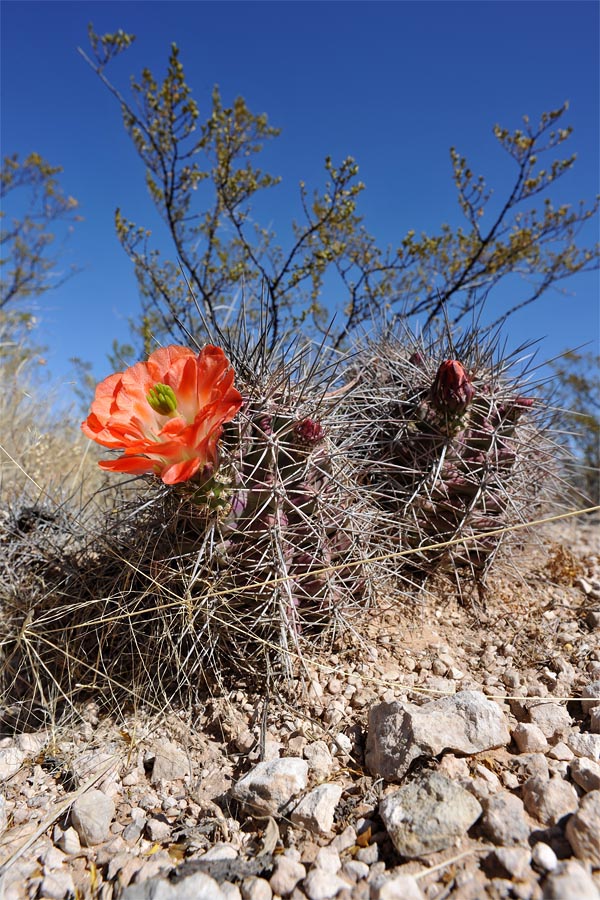 texas30