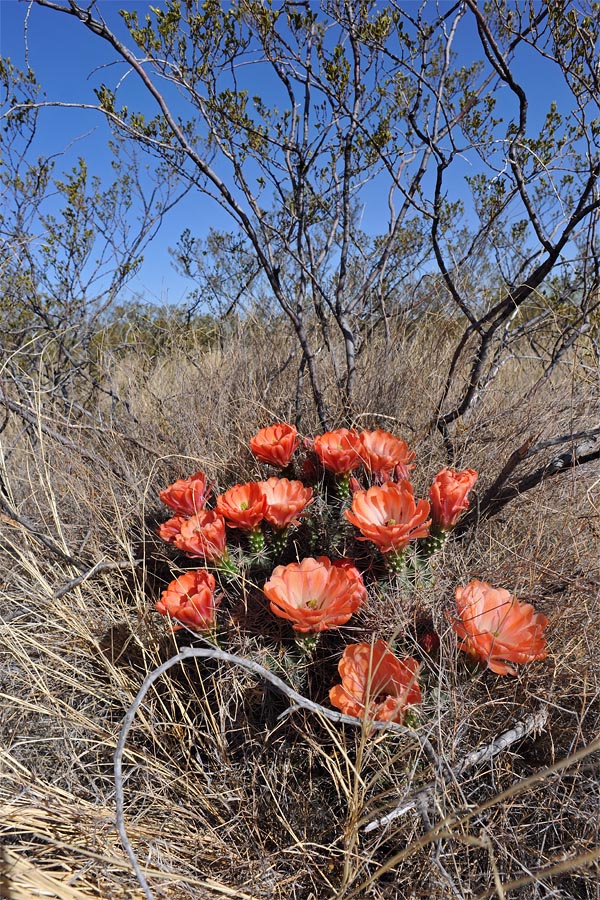 texas33