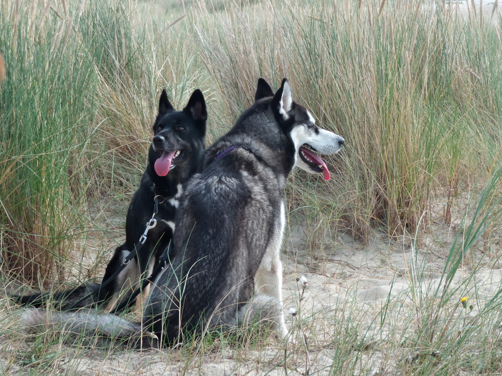 Texel 2021-014.jpg