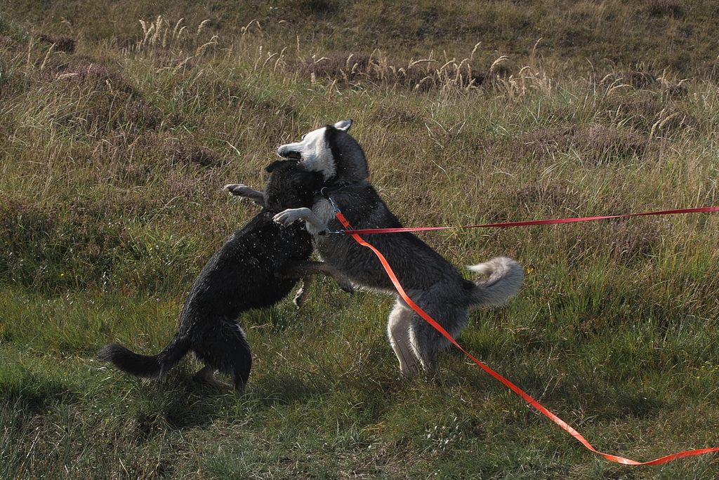 Texel 2021-096.jpg