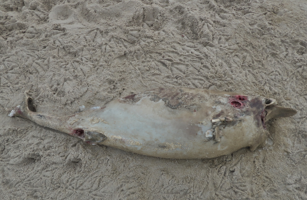 Texel 2021-144.jpg
