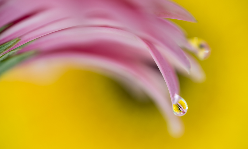 The Drop