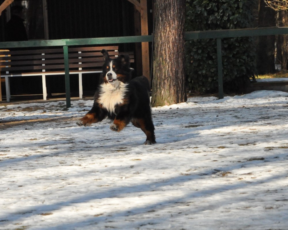 The Flying Sam