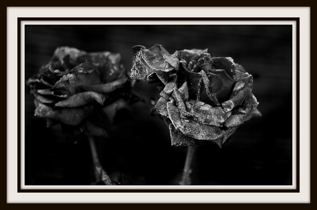 The last Roses