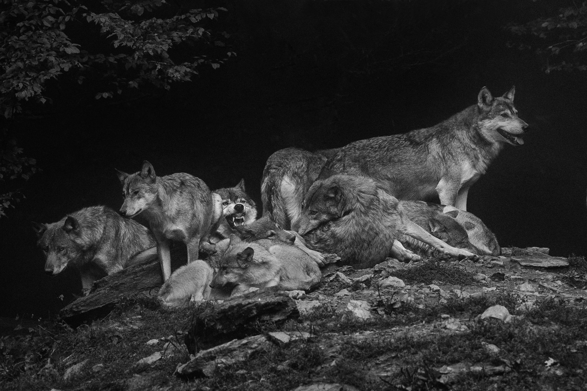 the pack II 5