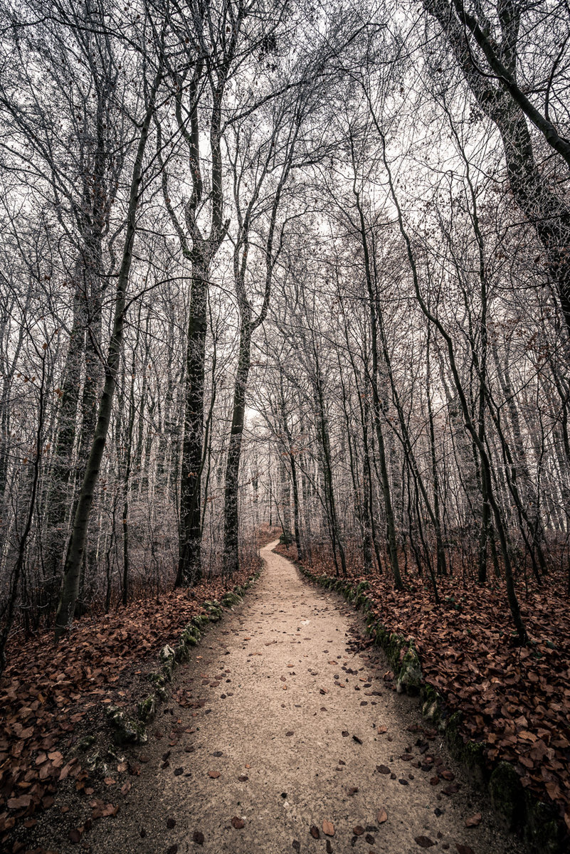 The Path