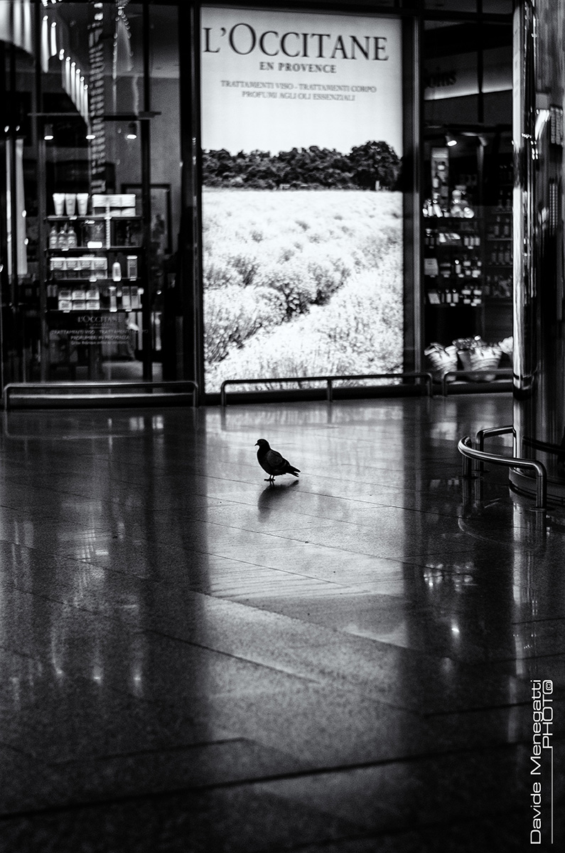 The Pidgeon