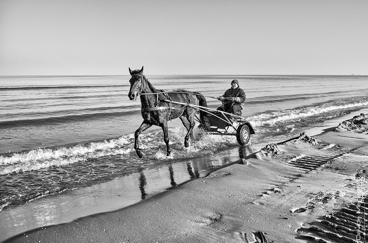 The Same Horse
