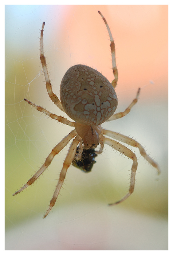 The Spider and The Fly by The Rolling Stones