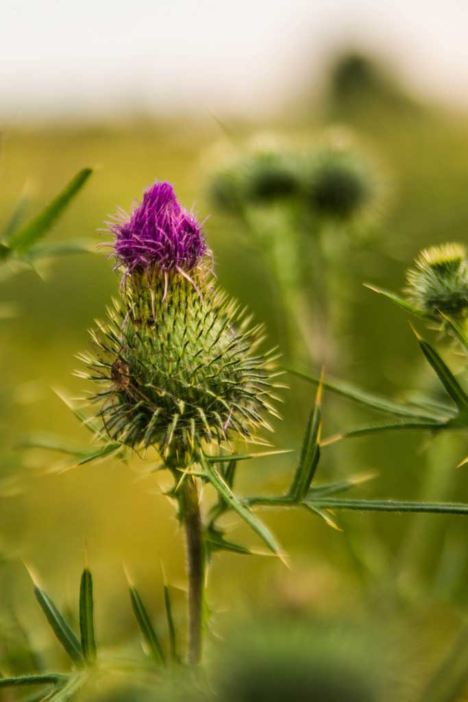 Thistle and Spider klein