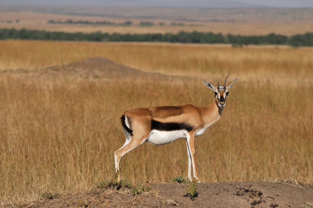 Thomson Gazelle
