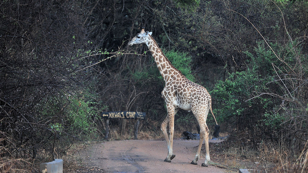 Thornicroft Giraffe 
am Weg zum Nkwali Camp
South Luangwa
6552