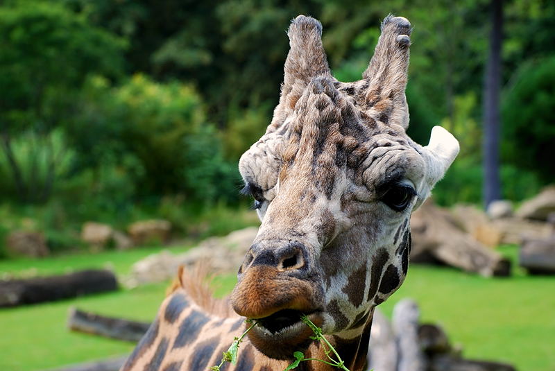 Thread: Auch Tiere haben Gesichter ....