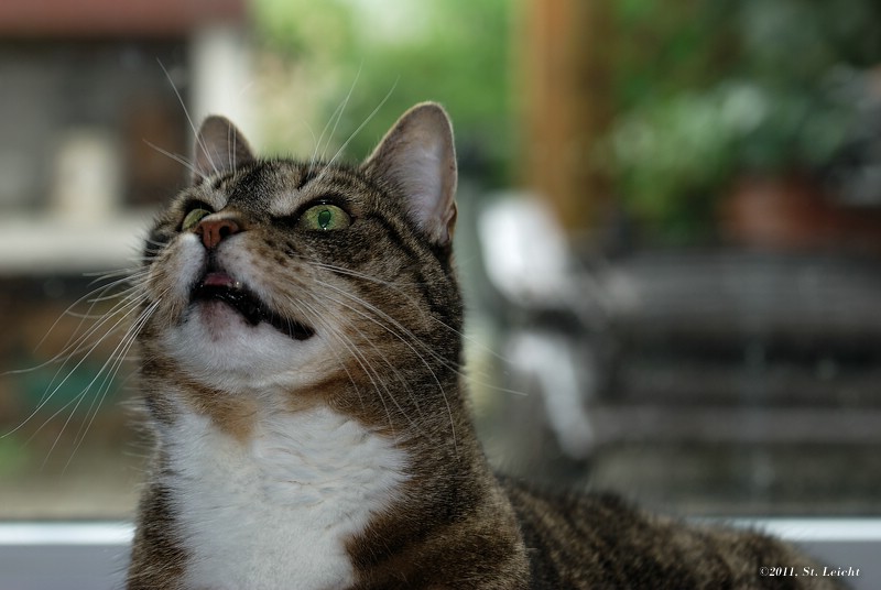 Thread: Zeigt her Eure Katzen!