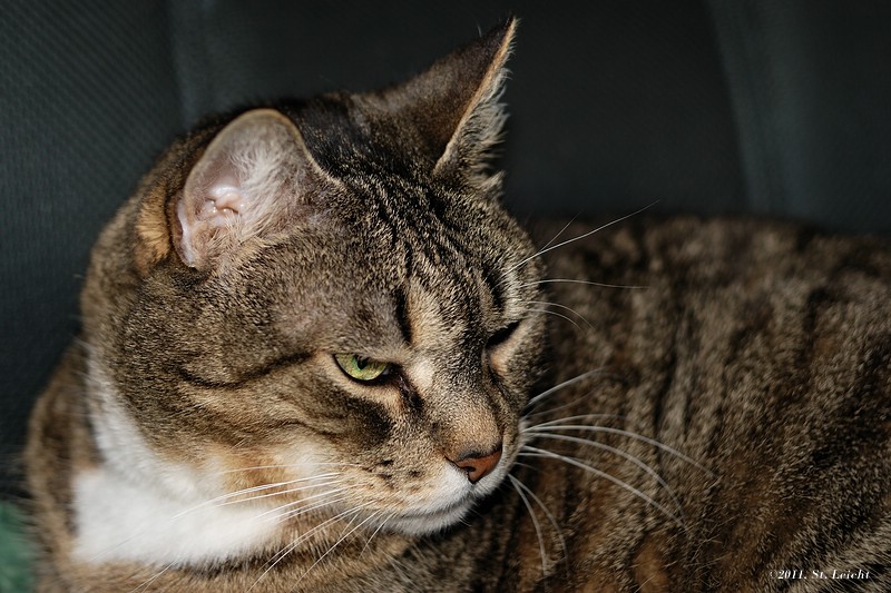 Thread: Zeigt her Eure Katzen!