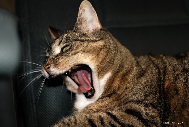 Thread: Zeigt her Eure Katzen!
