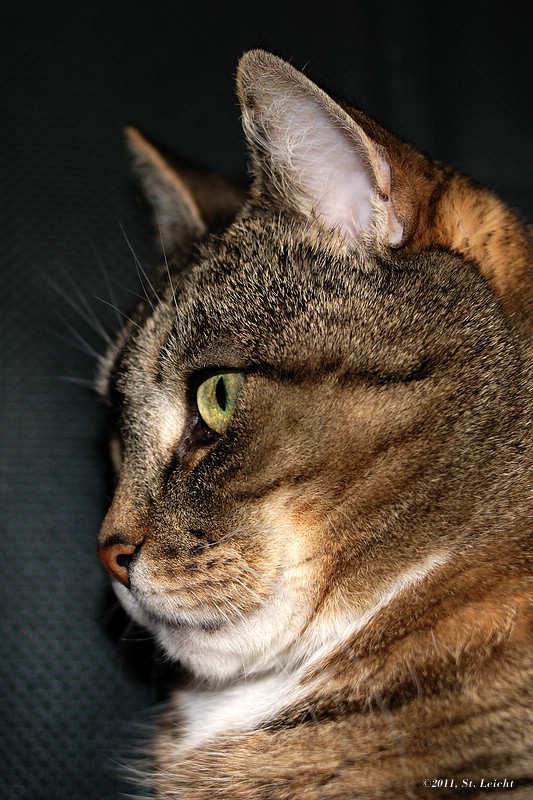 Thread: Zeigt her Eure Katzen!