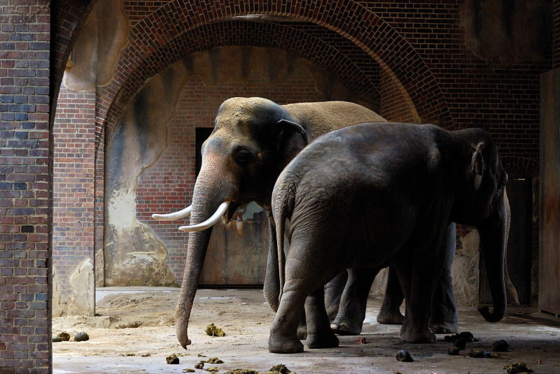 Thread: Zootiere