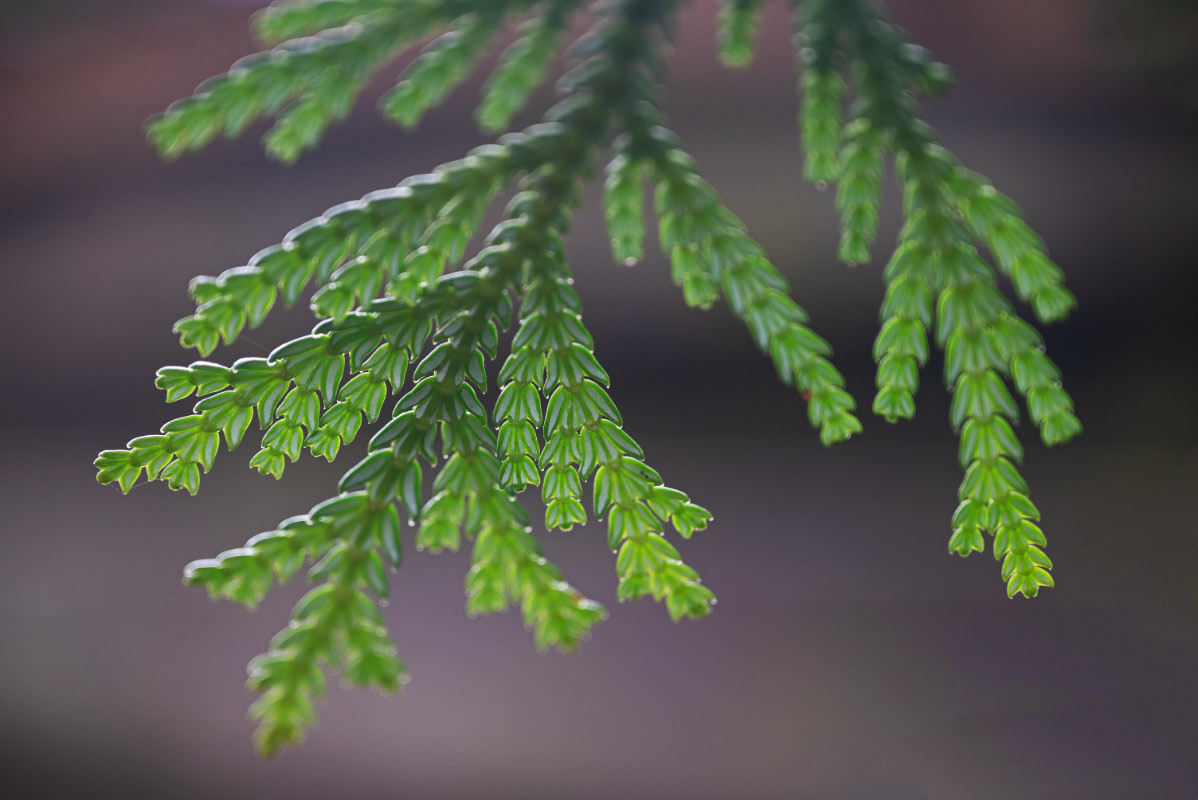 Thuja_bearbeitet-1.jpg