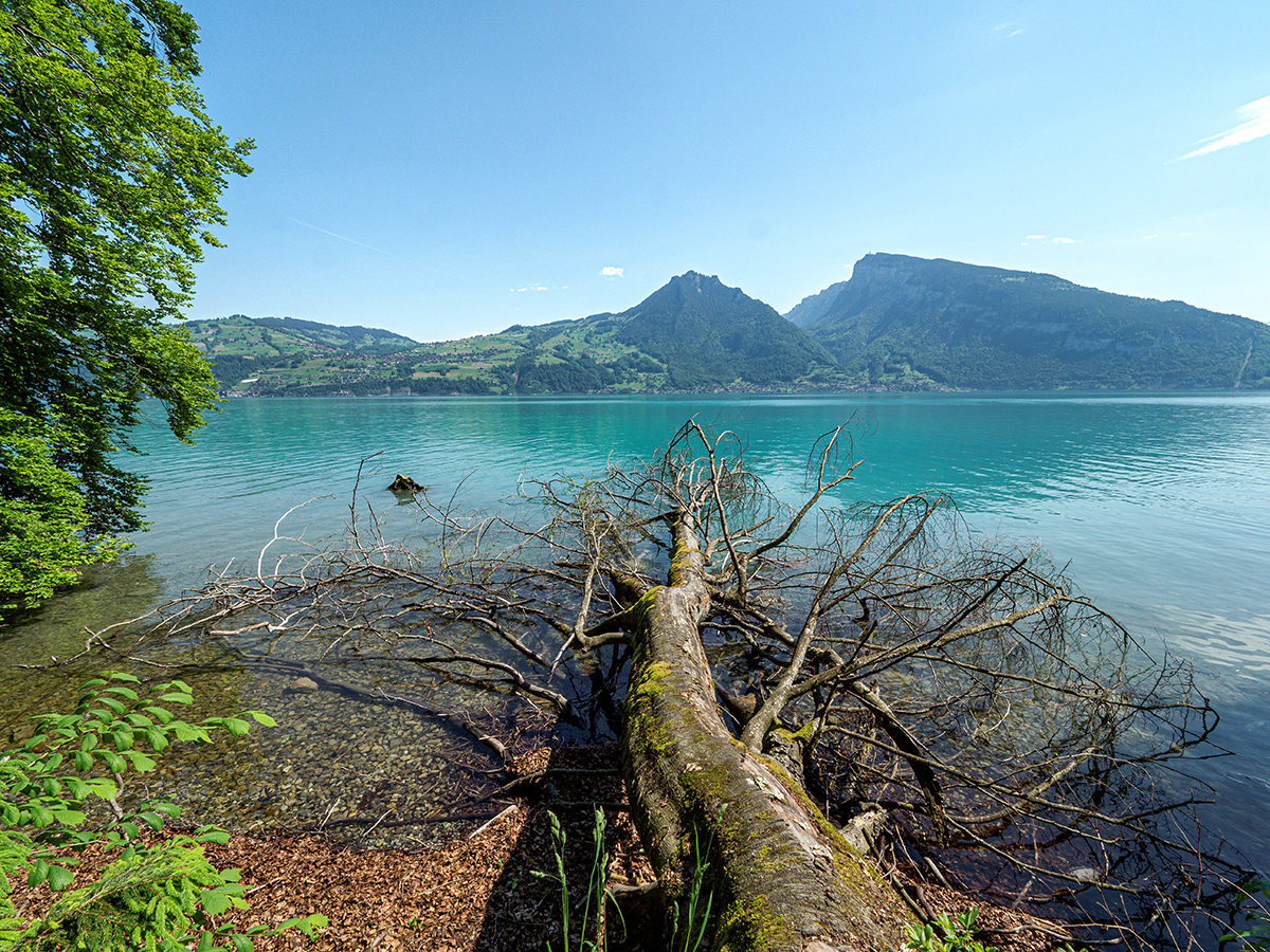 Thunersee.jpg
