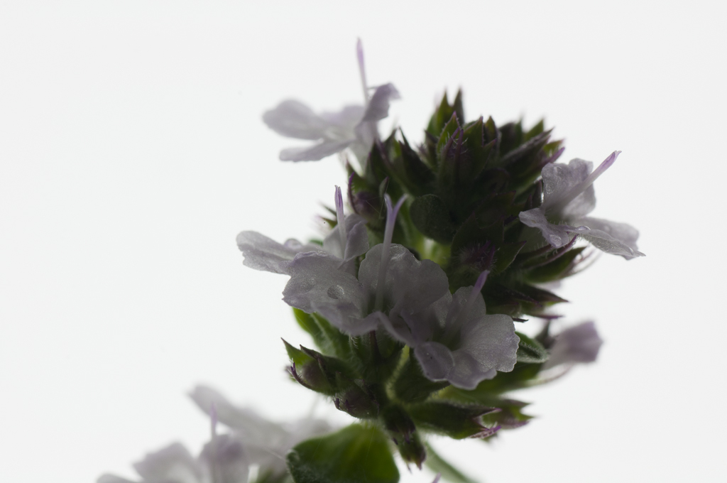 Thymian 1