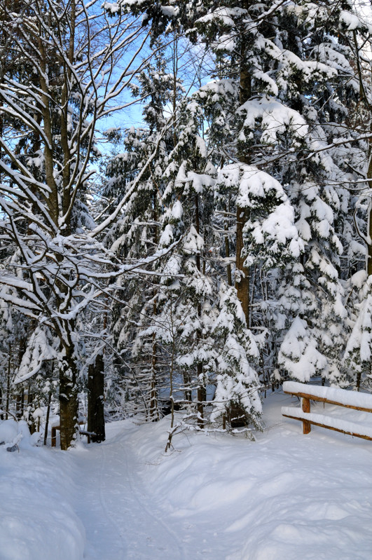 Tief im Wald