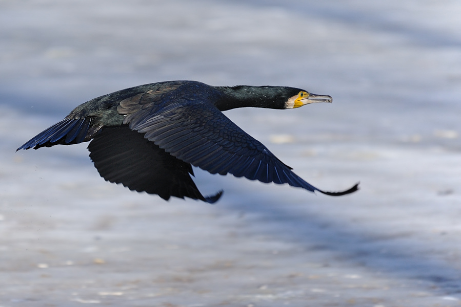 Tiefflug
Kormoran
Tiergarten Nürnberg