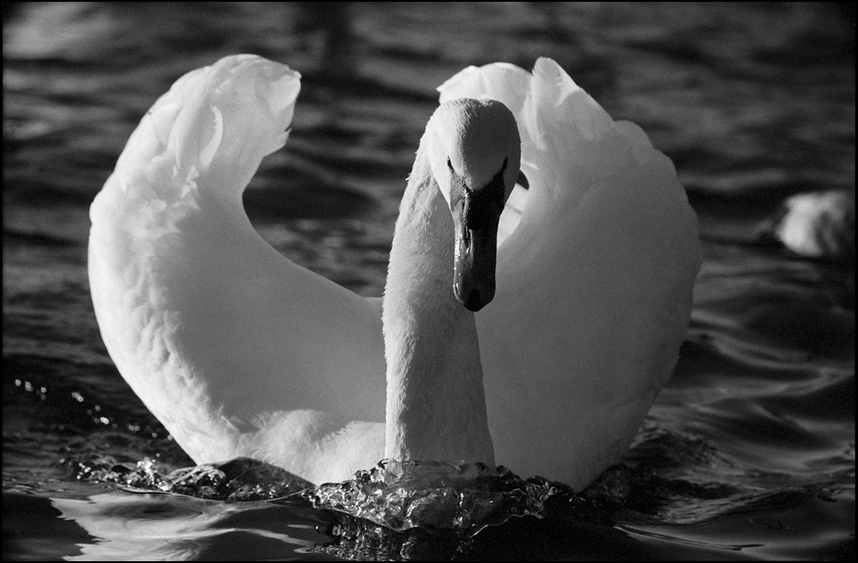 Tiere 30 12 2013 11