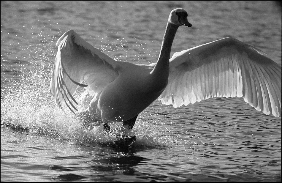Tiere 30 12 2013 12