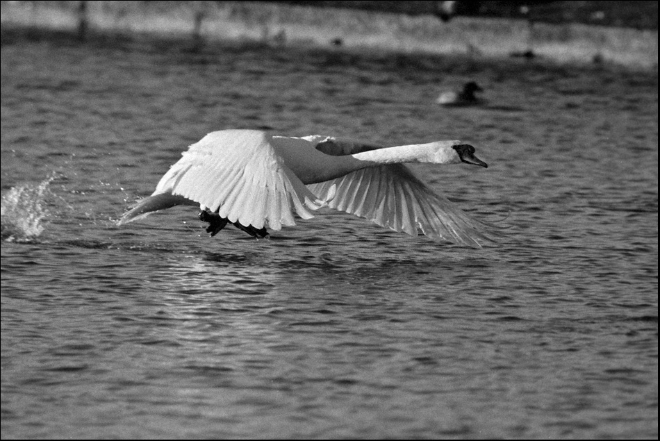 Tiere 30 12 2013 14