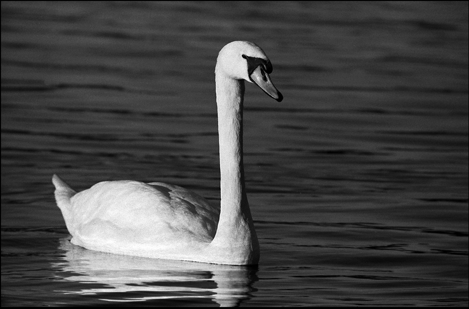 Tiere 30 12 2013 23