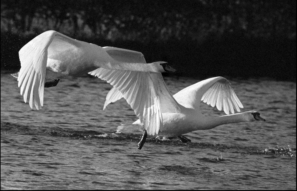 Tiere 30 12 2013 8