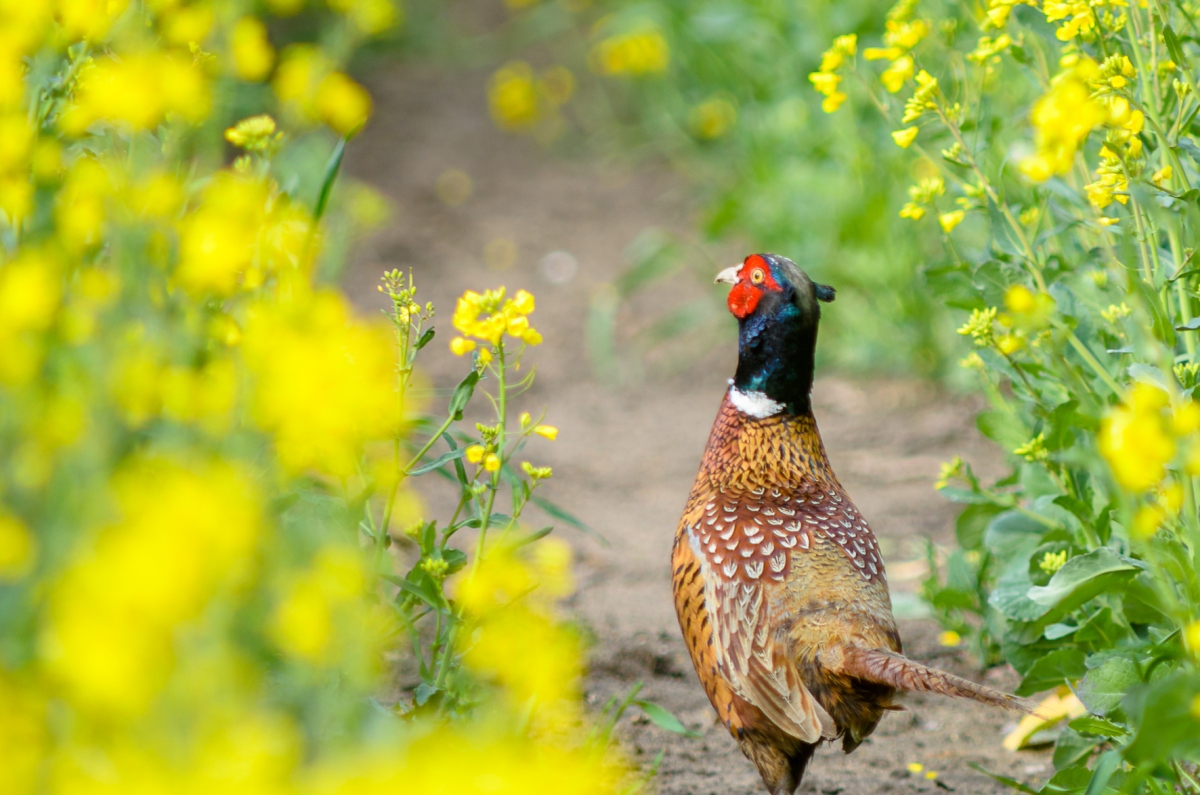 Tiere im Raps