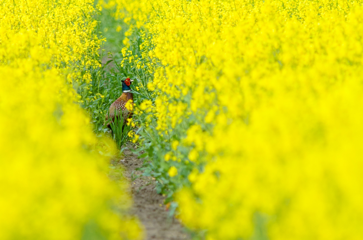 Tiere im Raps