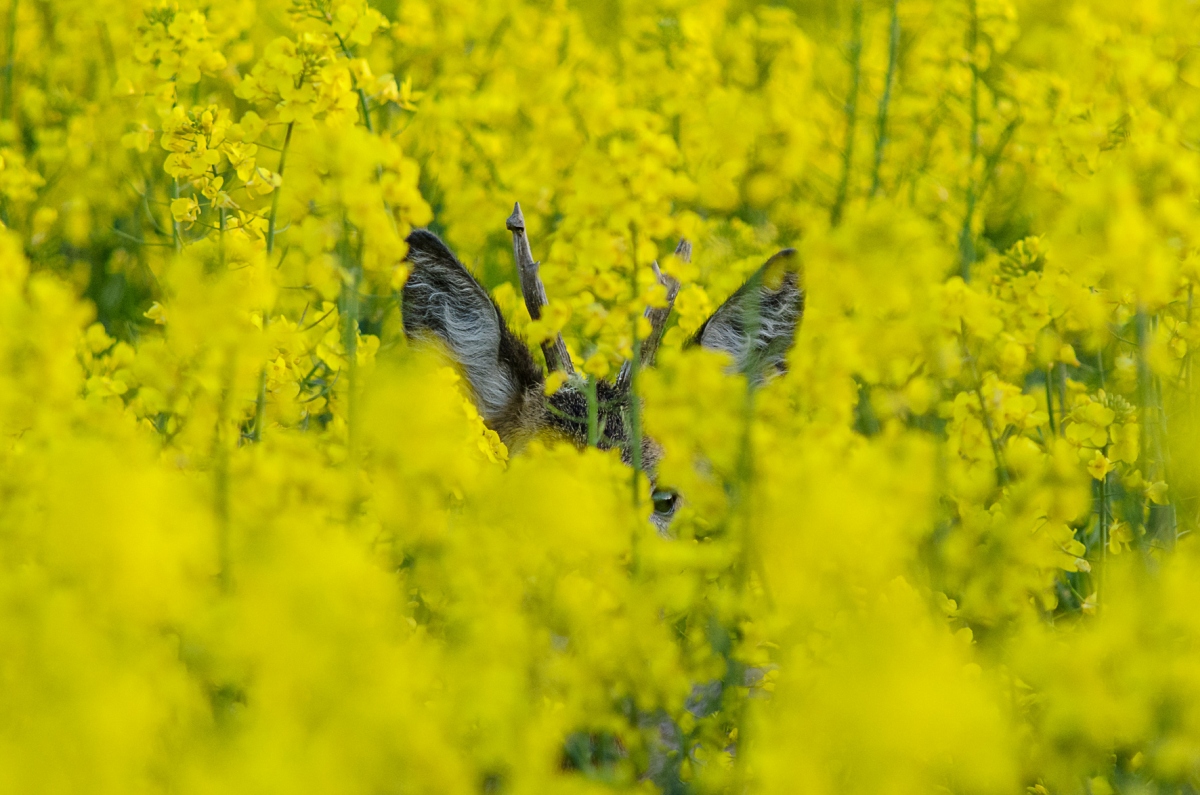 Tiere im Raps