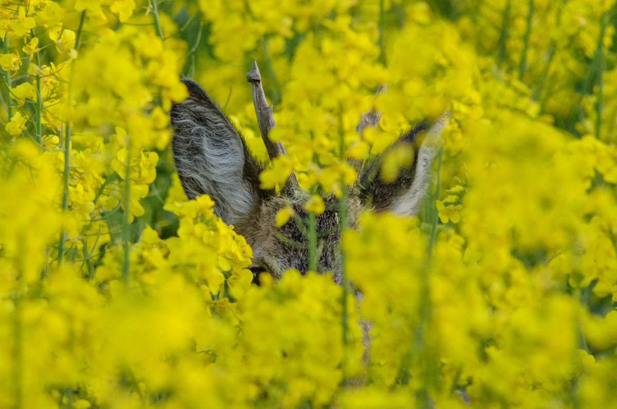 Tiere im Raps