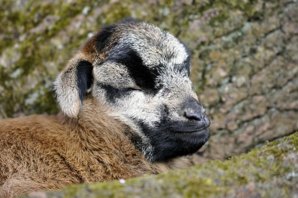 Tiere1