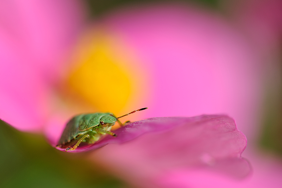 Tiere5web