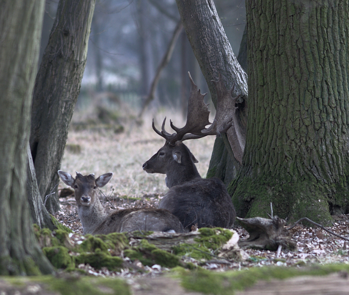 Tiergarten 001