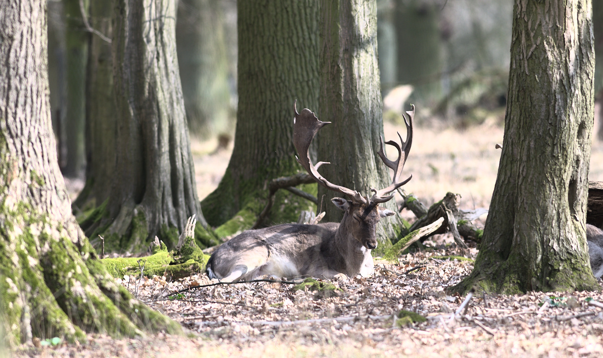 Tiergarten 002