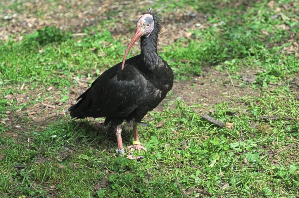 Tiergarten 07 06 13 010 1