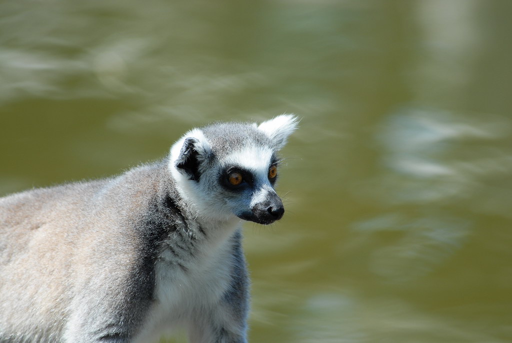 Tiergarten Schönbrunn 06
