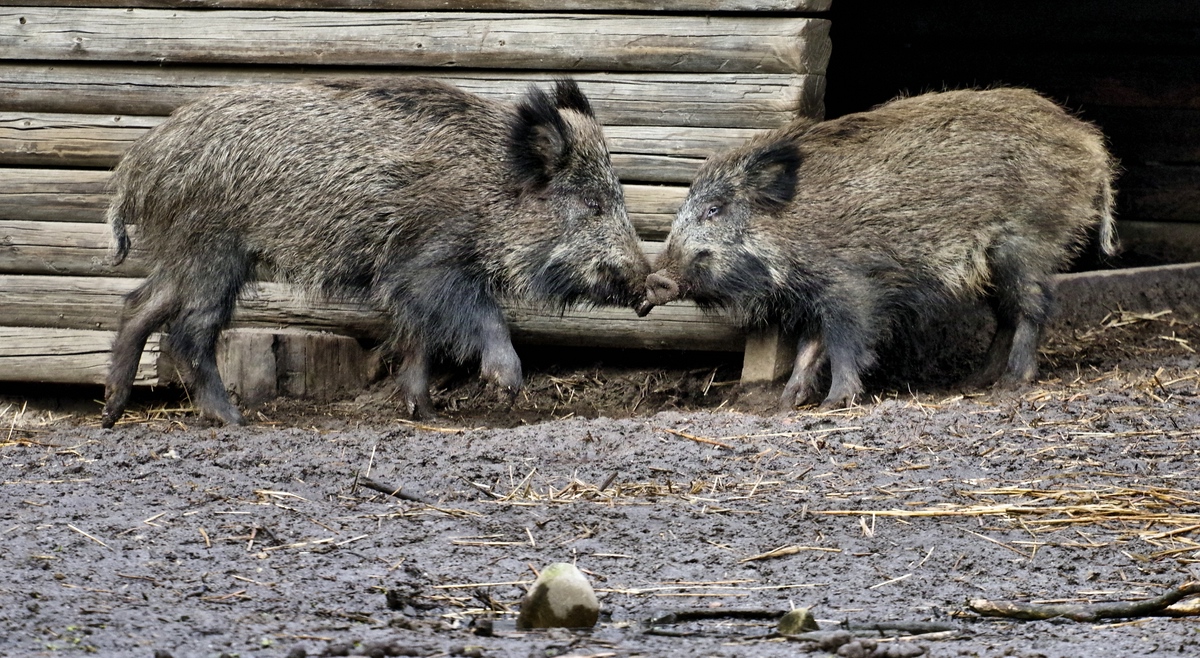 Tiergehege UE 3.jpg