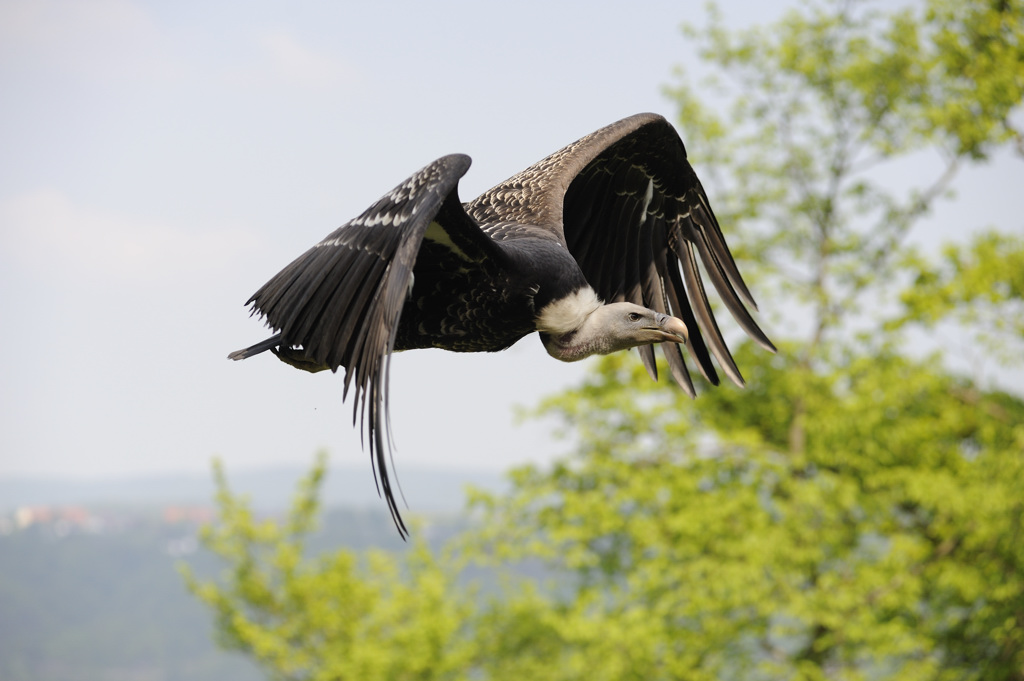 Tierpark Edersee, 02.05.2009
Flügelschlagender Gänsegeier