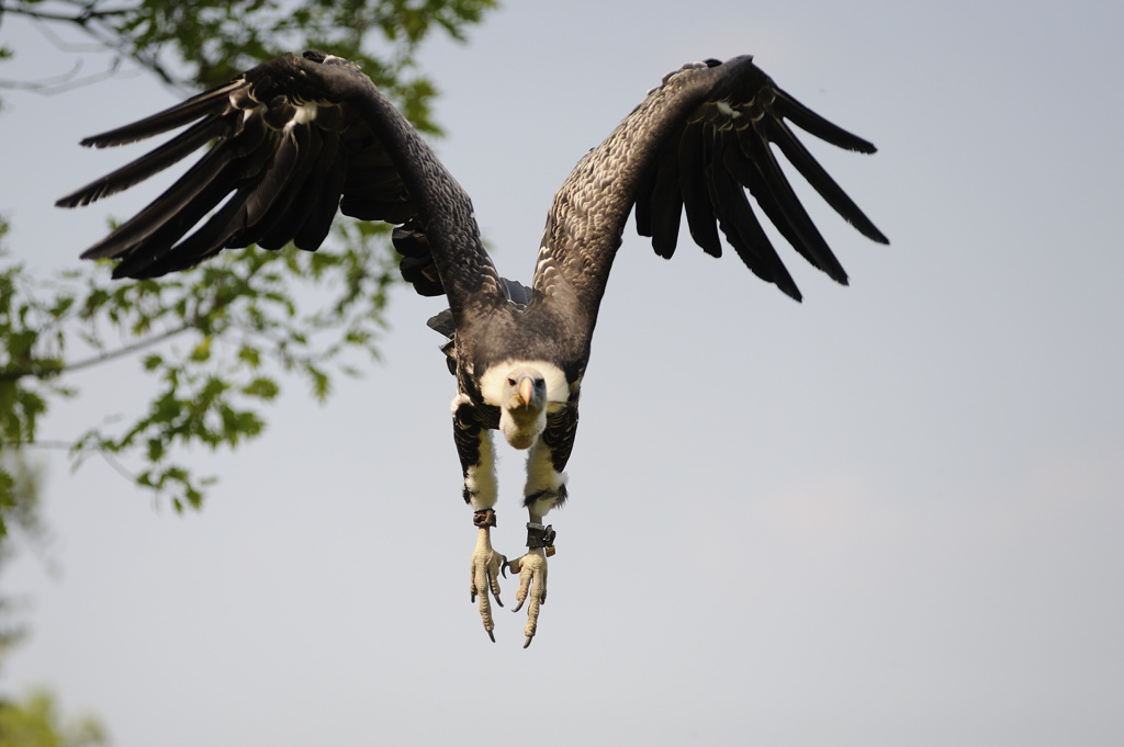 Tierpark Edersee, 02.05.2009
Gänsegeier im direkten Anflug auf den Photographen